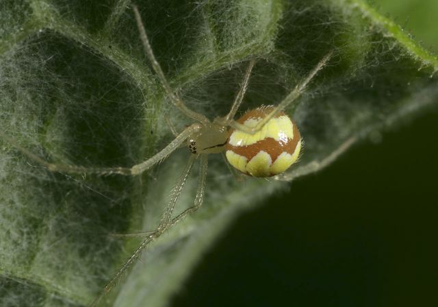 Enoplognatha ovata Theridiidae