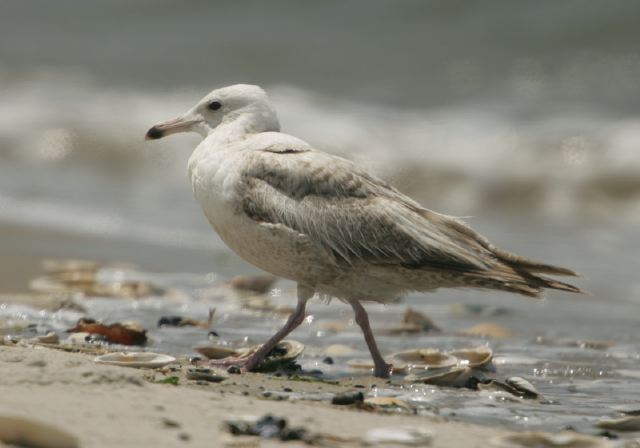 Larus marinus Laridae