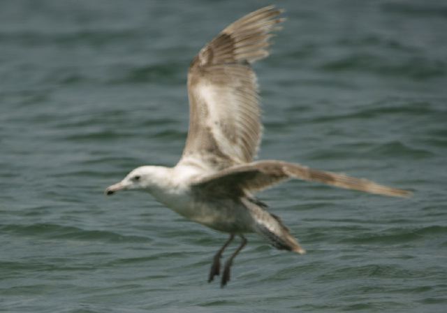 Larus marinus Laridae