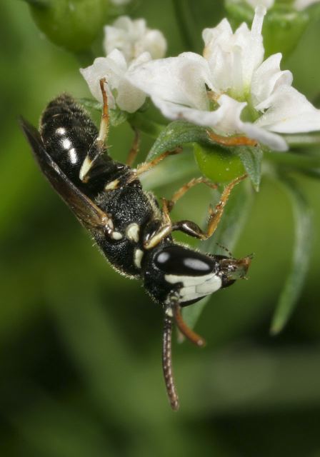 Hylaeus leptocephalus Colletidae