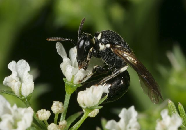 Hylaeus leptocephalus Colletidae