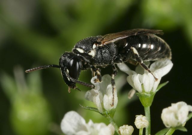 Hylaeus leptocephalus Colletidae