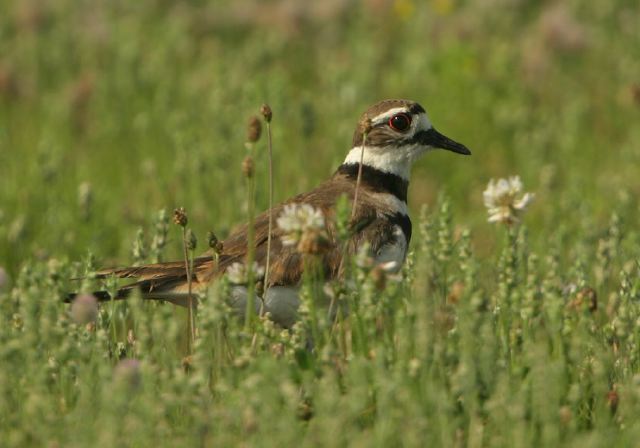 Charadrius vociferus Charadriidae