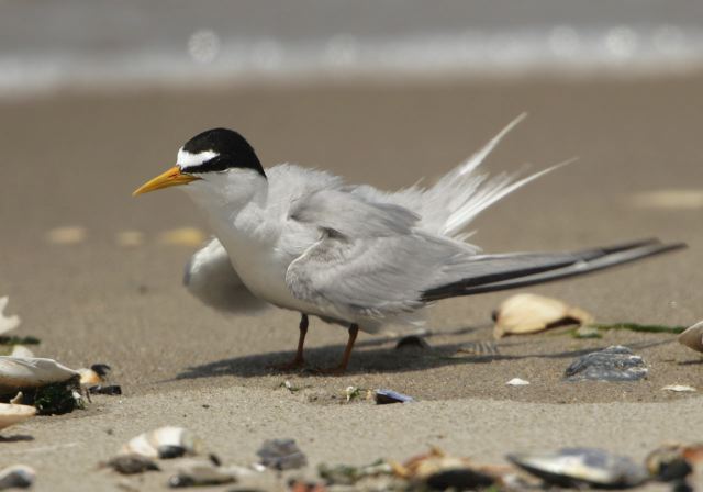 Sterna antillarum Laridae