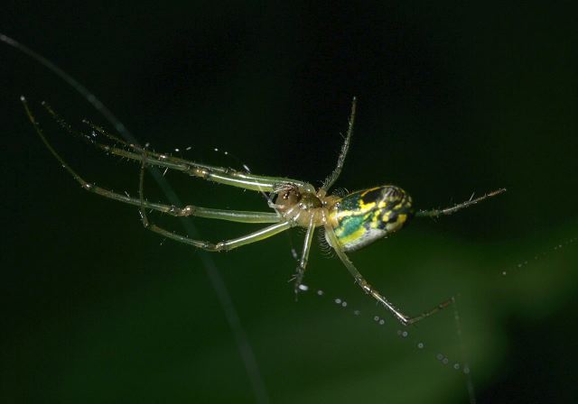 Leucauge venusta Tetragnathidae