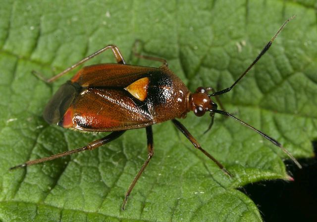 Deraeocoris sp. Miridae