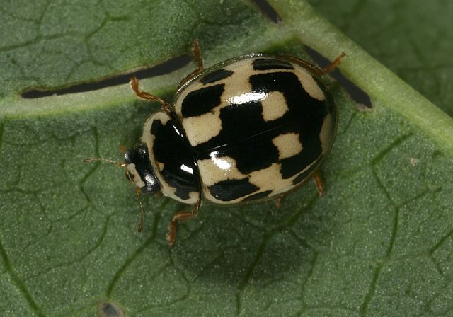 Propylea quatuordecimpunctata Coccinellidae