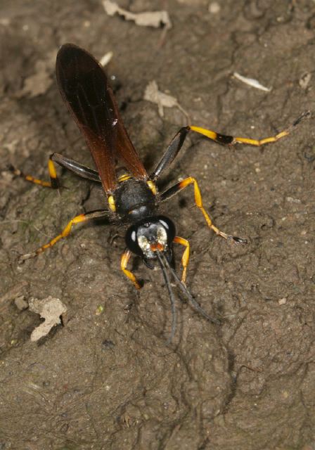 Sceliphron caementarium Sphecidae