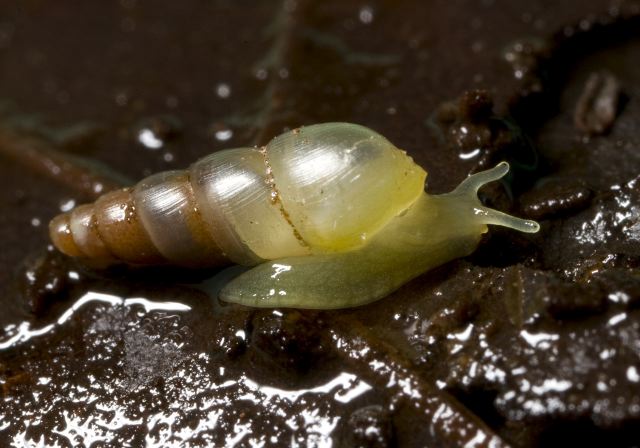 Allopeas gracile Subulinidae