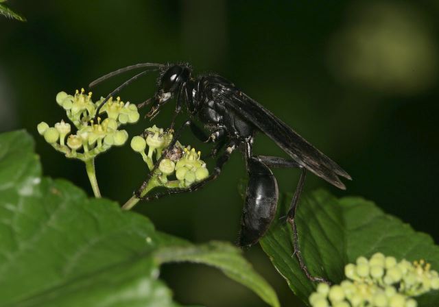 Sphex pensylvanicus Sphecidae