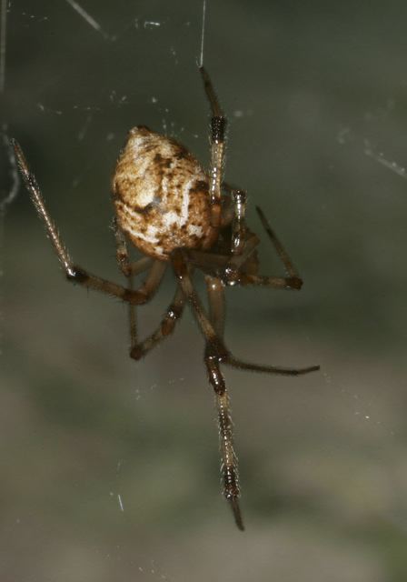 Achaearanea tepidariorum Theridiidae