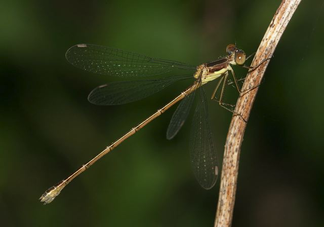 Lestes rectangularis Lestidae