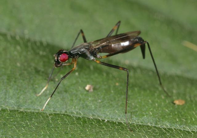 Rainieria antennaepes Micropezidae