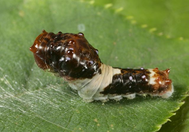 Papilio glaucus Papilionidae