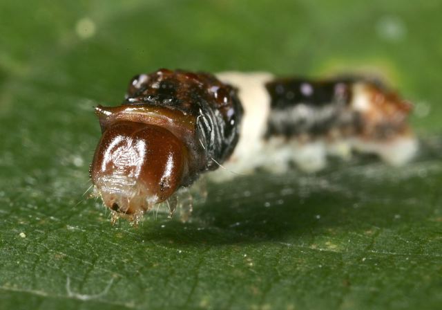 Papilio glaucus Papilionidae