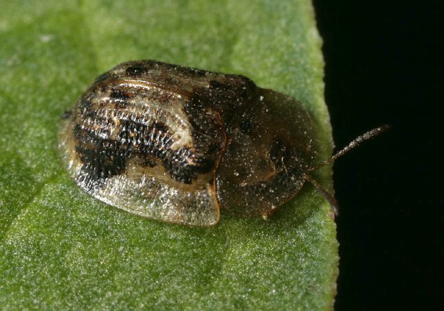 Cassida piperata Chrysomelidae