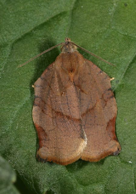 Choristoneura rosaceana Tortricidae