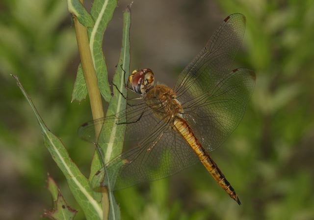 Pantala flavescens Libellulidae