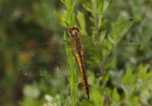 Pantala flavescens Libellulidae