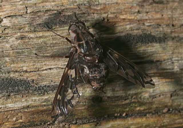 Xenox tigrinus Bombyliidae