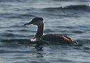 red-necked_grebe_0985