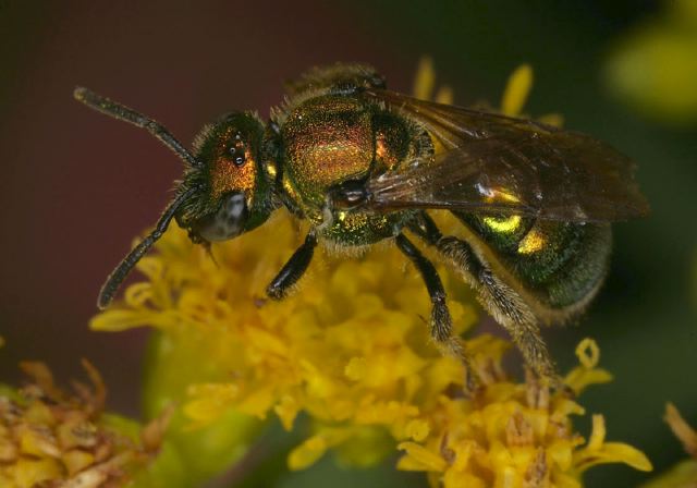 Augochlora pura Halictidae