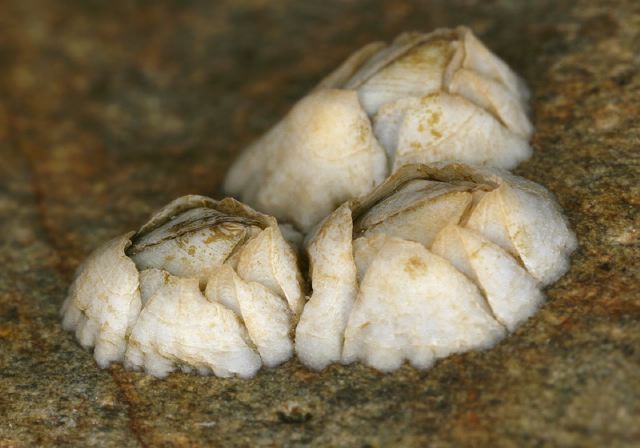   Balanidae