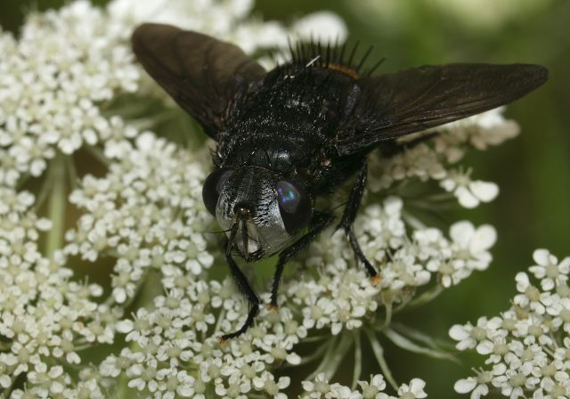 Belvosia sp. Tachinidae