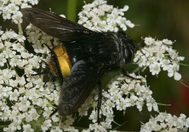 Belvosia sp. Tachinidae