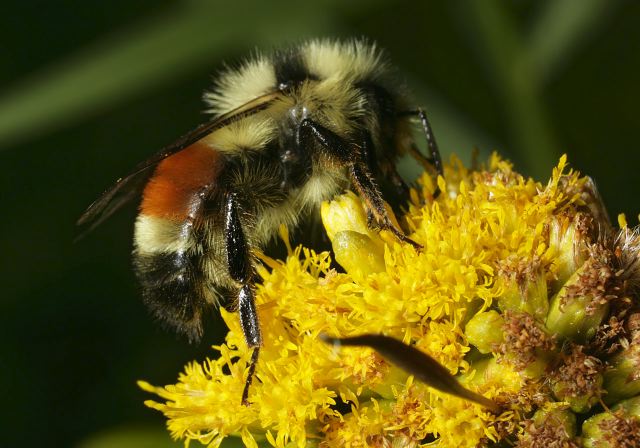 Bombus ternarius Apidae