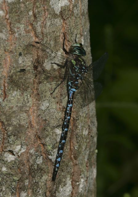 Aeshna canadensis Aeshnidae