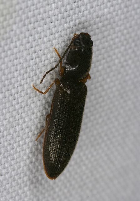   Elateridae