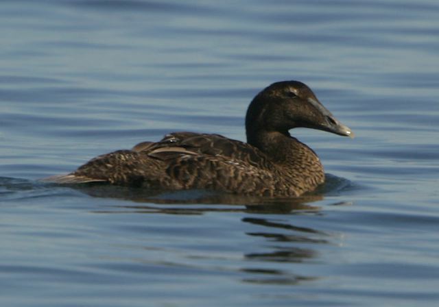 Somateria mollissima Anatidae