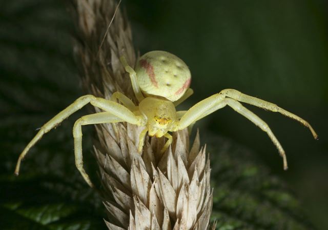 Misumena vatia Thomisidae