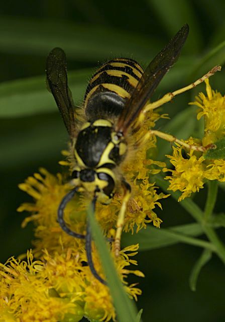 Dolichovespula arenaria Vespidae