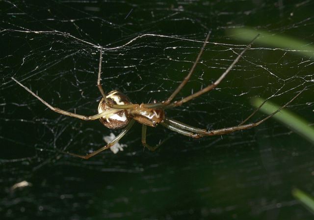 Frontinella pyramitela Linyphiidae