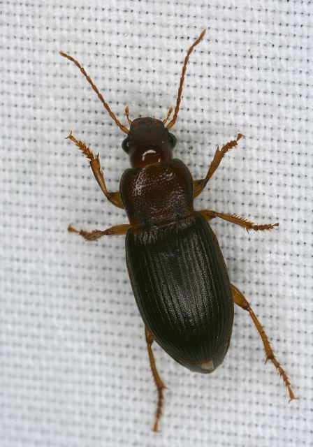 Ophonus puncticeps Carabidae