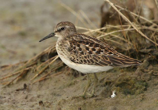 Calidris minutilla Scolopacidae