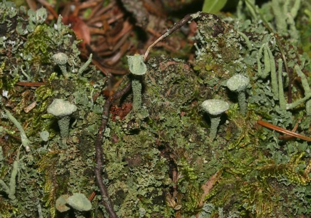 Cladonia carneola Cladoniaceae