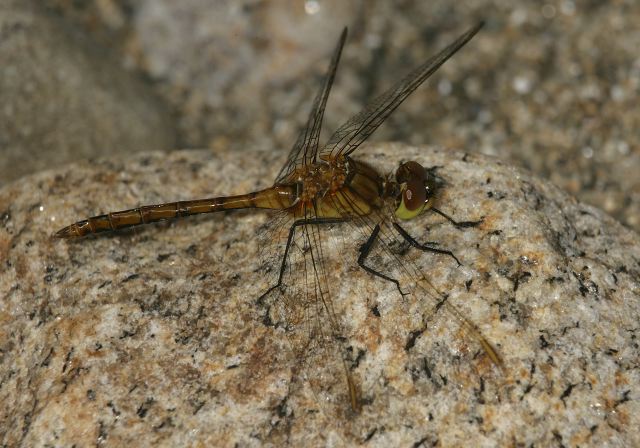 Sympetrum sp. Libellulidae