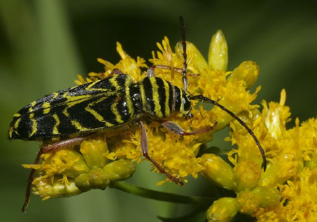 Megacyllene robiniae Cerambycidae