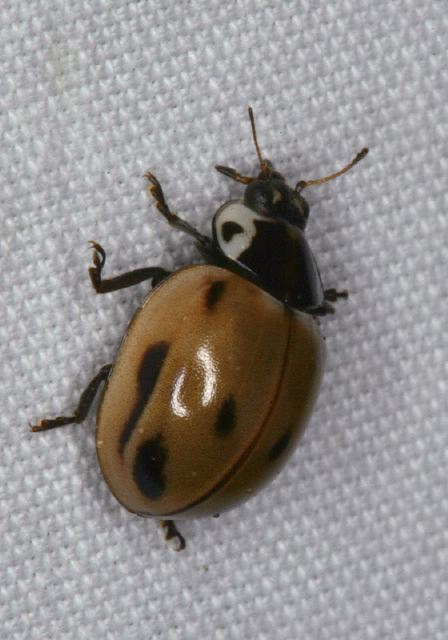 Myzia pullata Coccinellidae