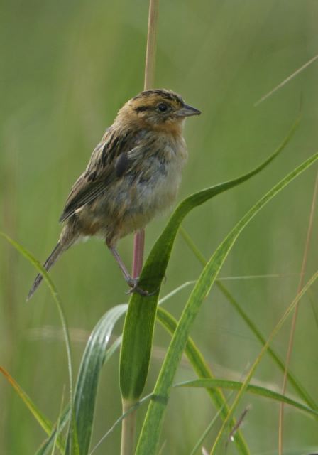 Ammodramus nelsoni Emberizidae