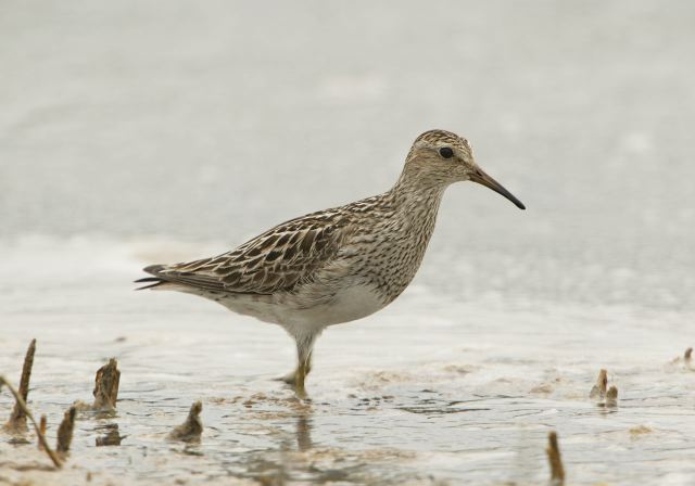 Calidris melanotos Scolopacidae