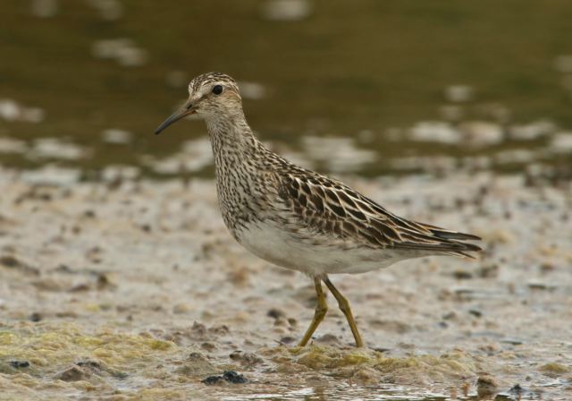 Calidris melanotos Scolopacidae