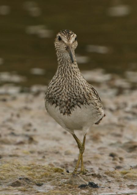 Calidris melanotos Scolopacidae