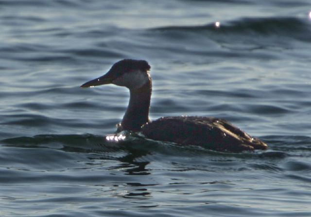 Podiceps grisegena Podicipedidae