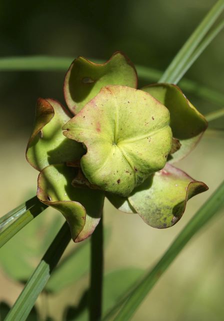 Sarracenia purpurea Sarraceniaceae