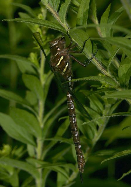 Aeshna umbrosa Aeshnidae