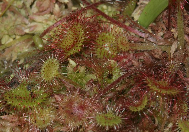 Drosera rotundifolia Droseraceae